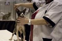 Sphynx in the Judging Ring at Supreme 2011