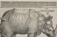 Albrecht Durer, A Rhinoceros