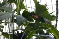 The Temperate House, Kew Gardens