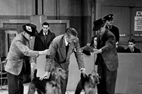 Crufts 1951