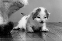 Family Cats by Walter Chandoha