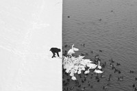 A Man Feeding Swans in the Snow