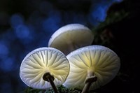 Porcelain Fungus mushroom