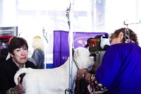 Westminster Kennel Club dog show 2014