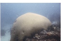 Brain Coral #0210-4501 (2,000 years old; Speyside, Tobago)