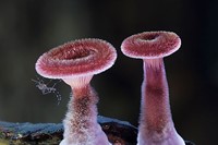 Panus Fasciatus mushroom