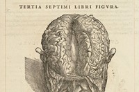 De humani corporis fabrica libri septem (figure of the brain
