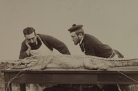 Unknown Photographer, Crocodile Autopsy, 1880s