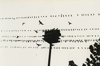 Unknown Photographer, Birds on a Wire, date unknown