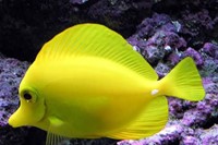 Yellow Tang Fish (Zebrasoma Flavescens) chosen by Senior PR 