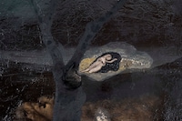 David Lynch Artist Paintings at Pace Gallery Berlin