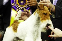 Westminster Kennel Club Best in Show 2014