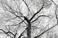 Atropa by Sterling Ruby Artist Garden Los Angeles