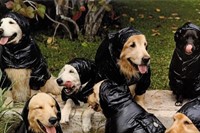 Moncler Dog Jackets, 2009