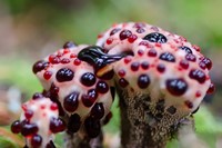 Hydnellum Peckii mushroom