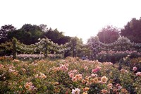 Queen Mary&#39;s Rose Garden as chosen by Nathalie Olah