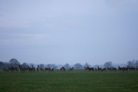 Deer in the park