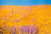Untitled (field of yellow and purple flowers) by William Egg