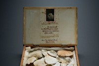 Cigar box, hinged lid, containing twenty-four oyster shells,
