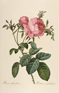 From Marie-Antoinette’s Garden | AnOther