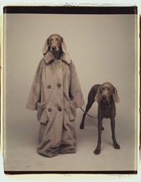 The Trussardi Greyhounds | AnOther