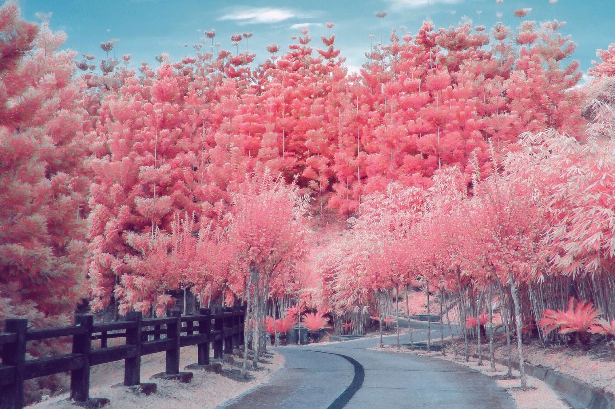 Pink cherry blossoms on an empty road