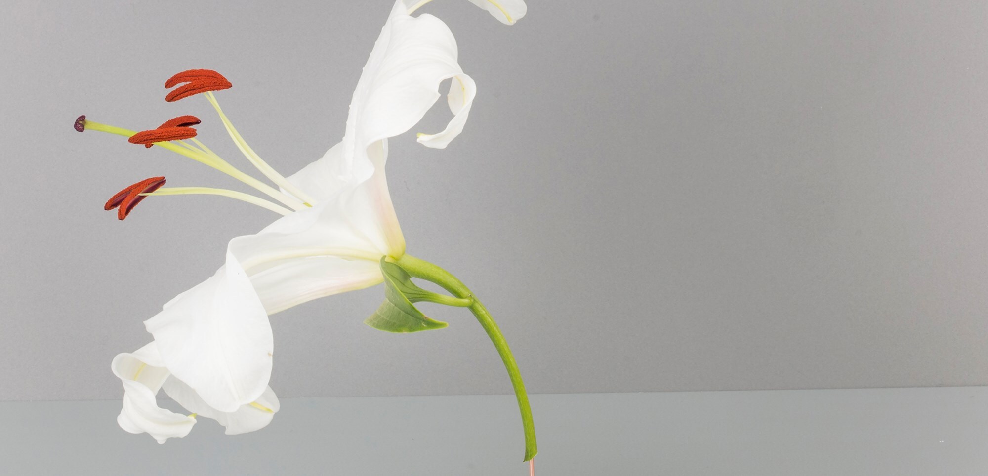emmahartvig_plant_2