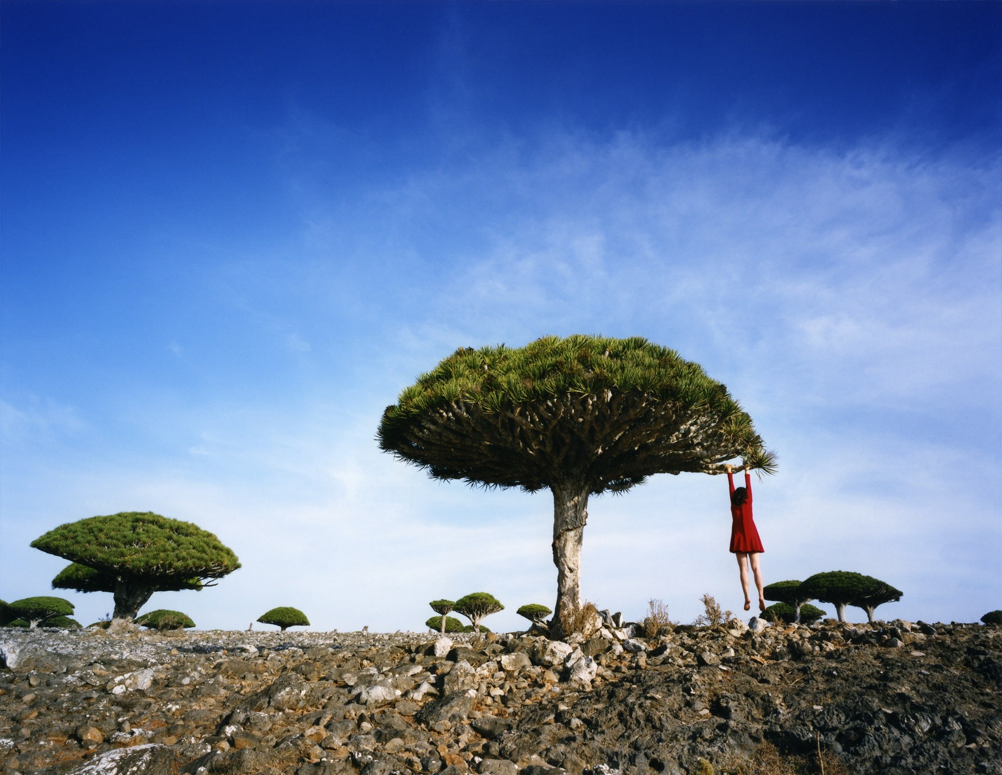 Dragon&#39;s Blood, 2014 Socotra, Yemen, (c) Scarlett 