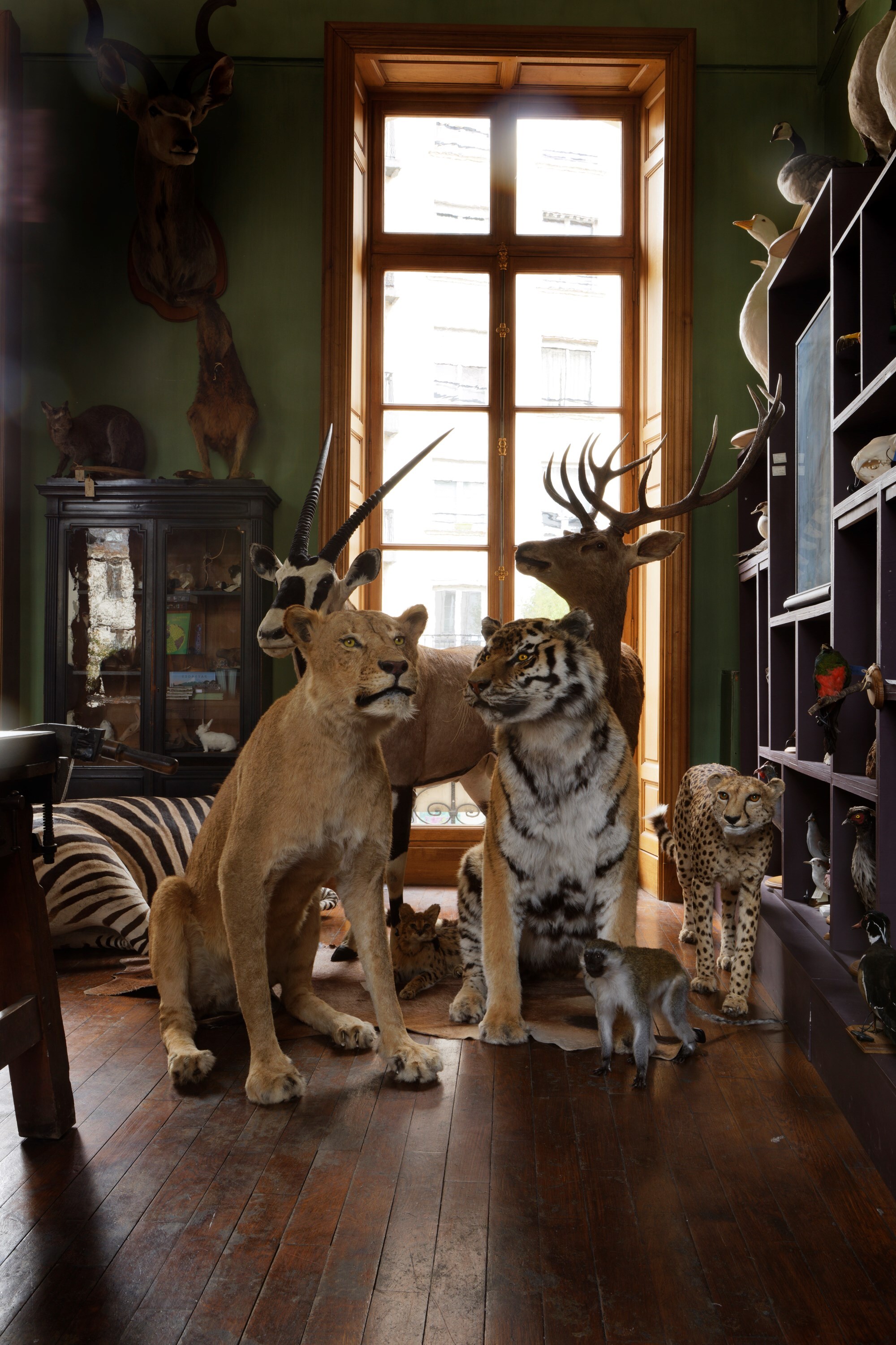 3 &#169; Francis Hammond - Deyrolles un cabinet de curi