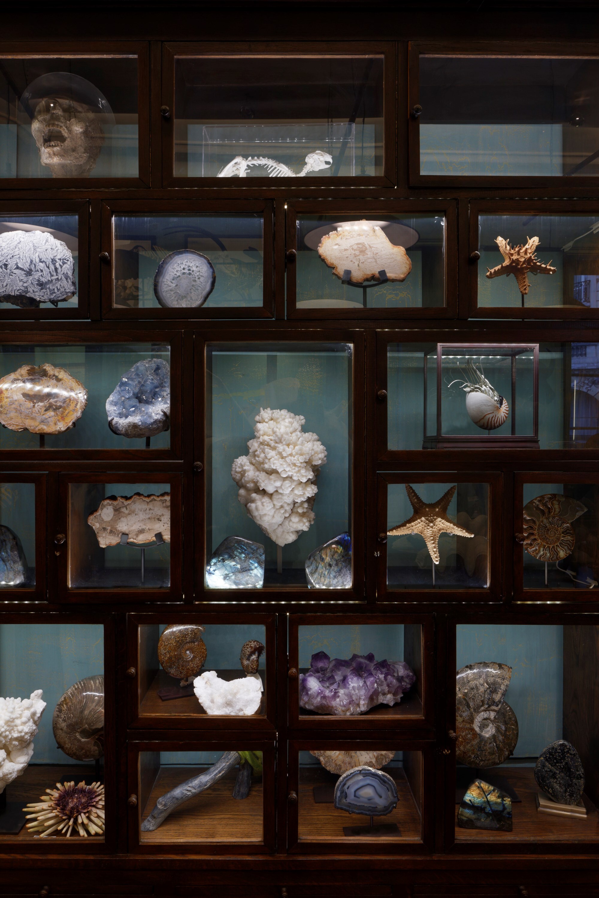 6 &#169; Francis Hammond - Deyrolles un cabinet de curi