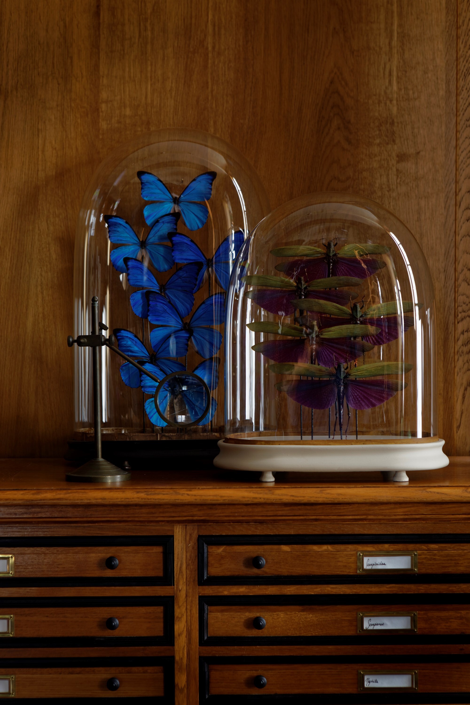 11 &#169; Francis Hammond - Deyrolles un cabinet de cur