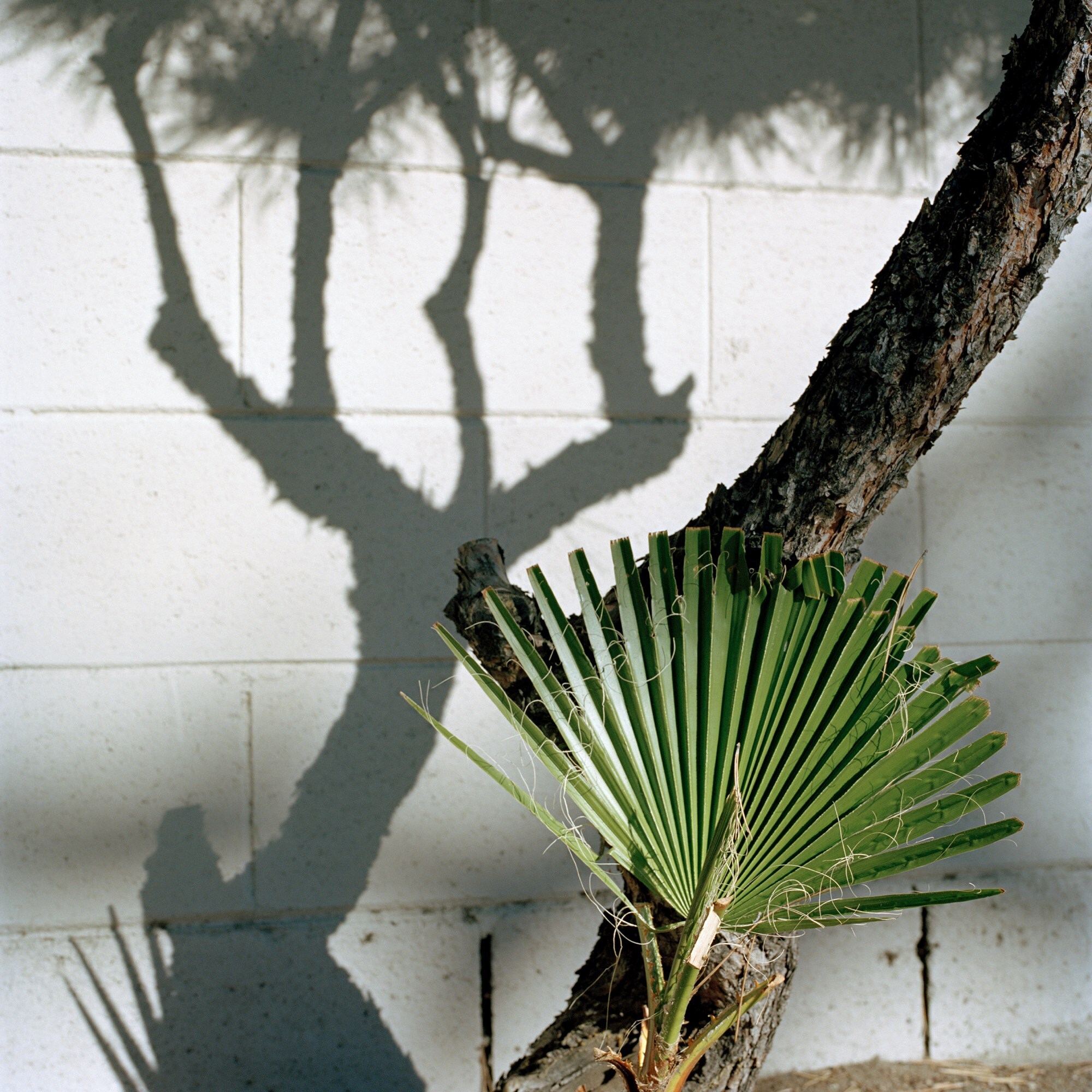 Picture Summer on Kodak Film Jason Fulford