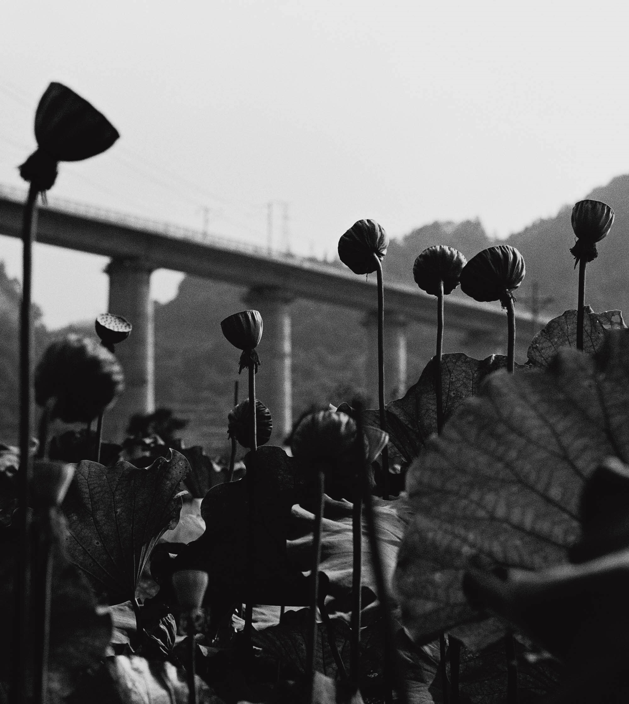 Jack Davison Song Flowers Marni Maio South China
