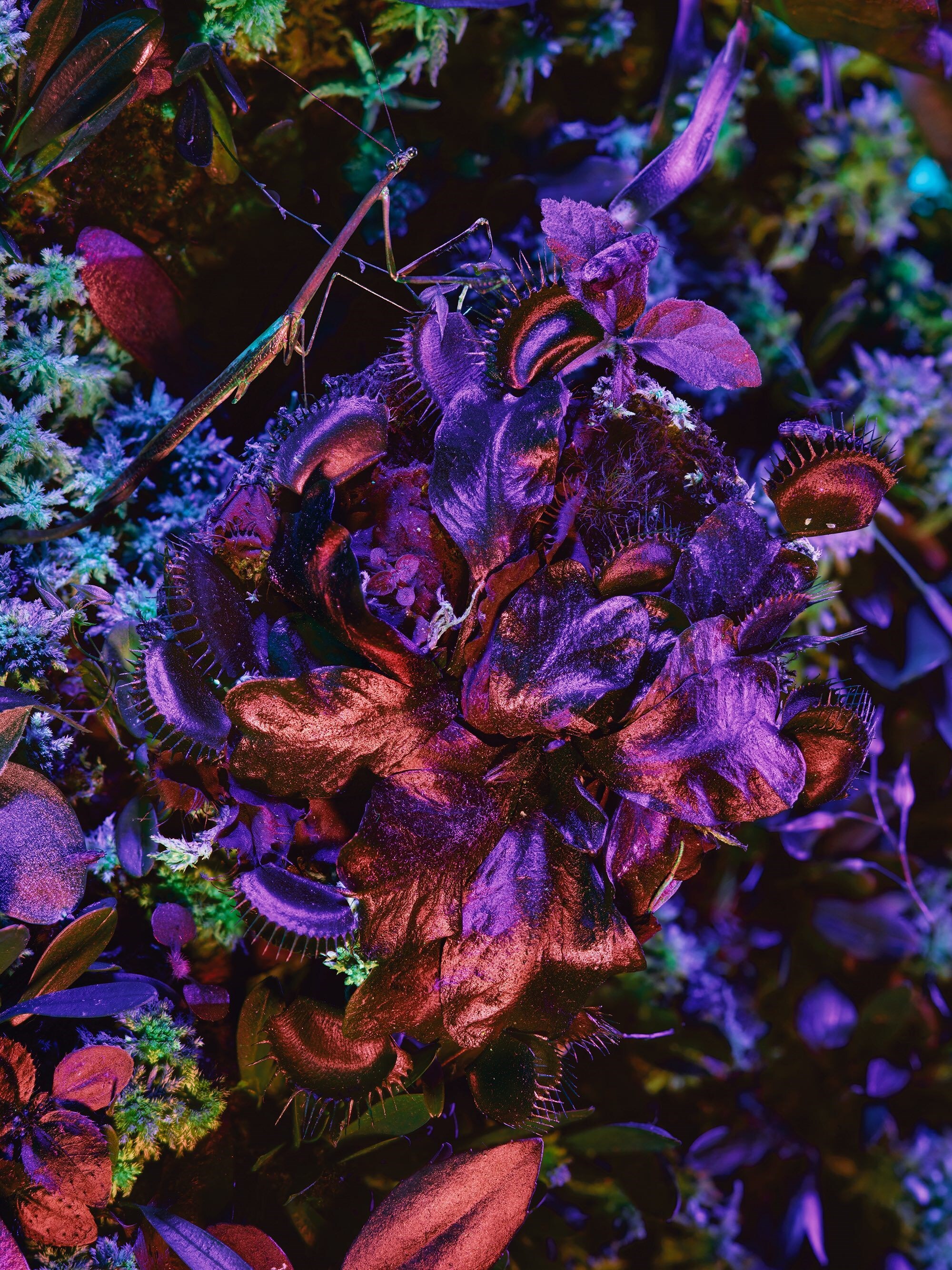 Broken Spectre by Richard Mosse