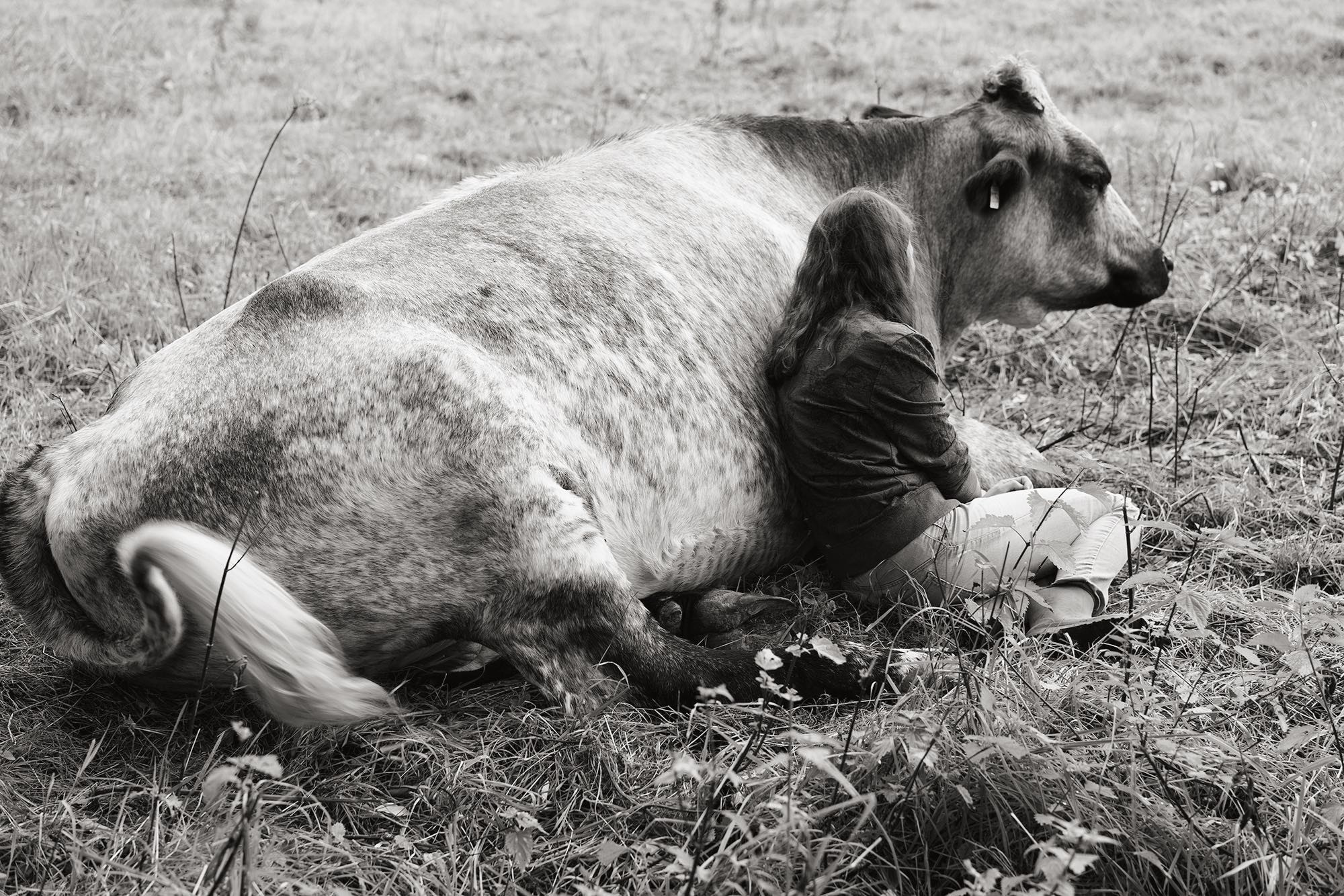 Companions by Yana Wernicke