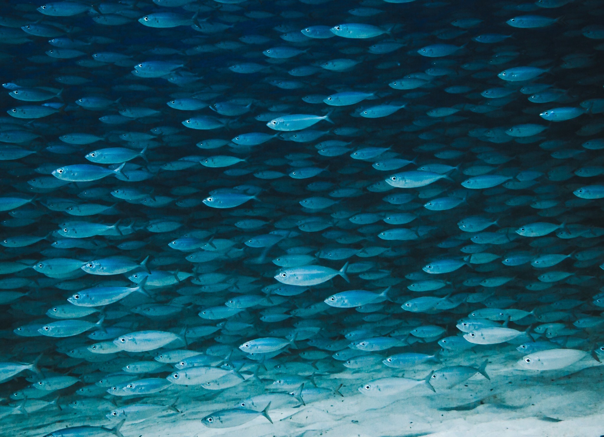 State of the Oceans Parley for the Oceans
