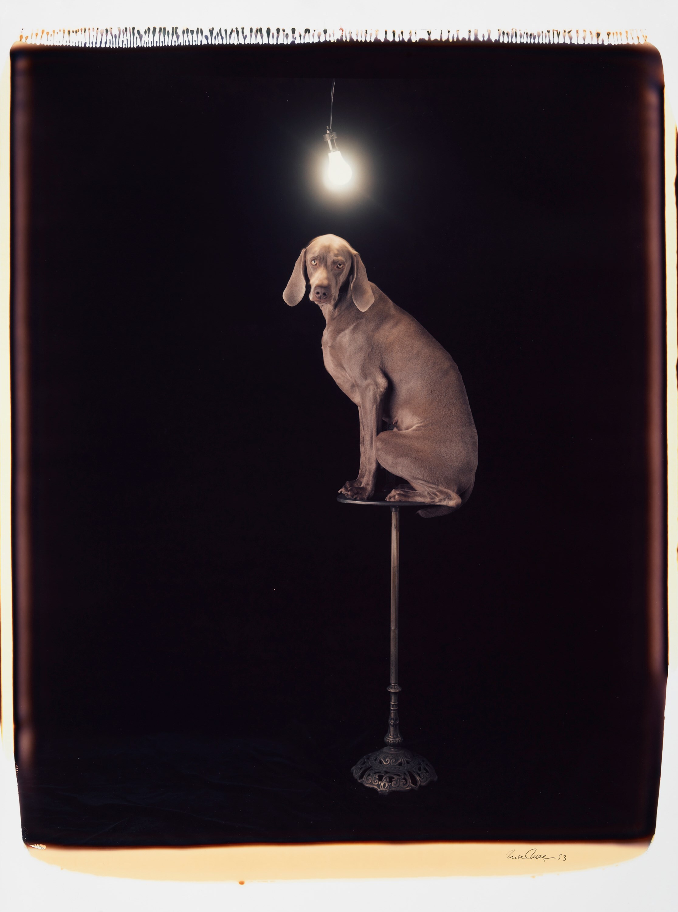 Illuminary Lumin by William Wegman
