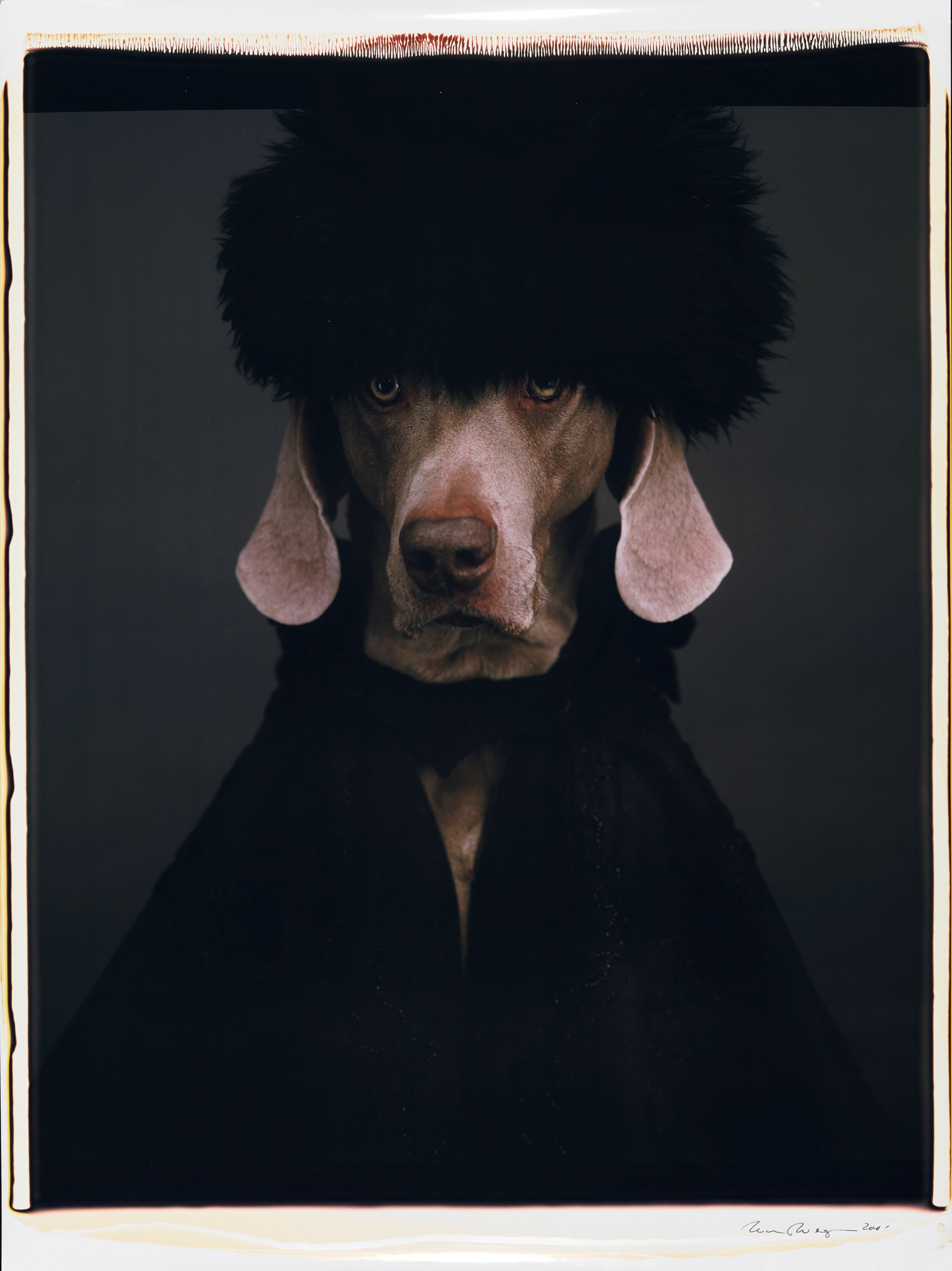 Igor or Ivan by William Wegman