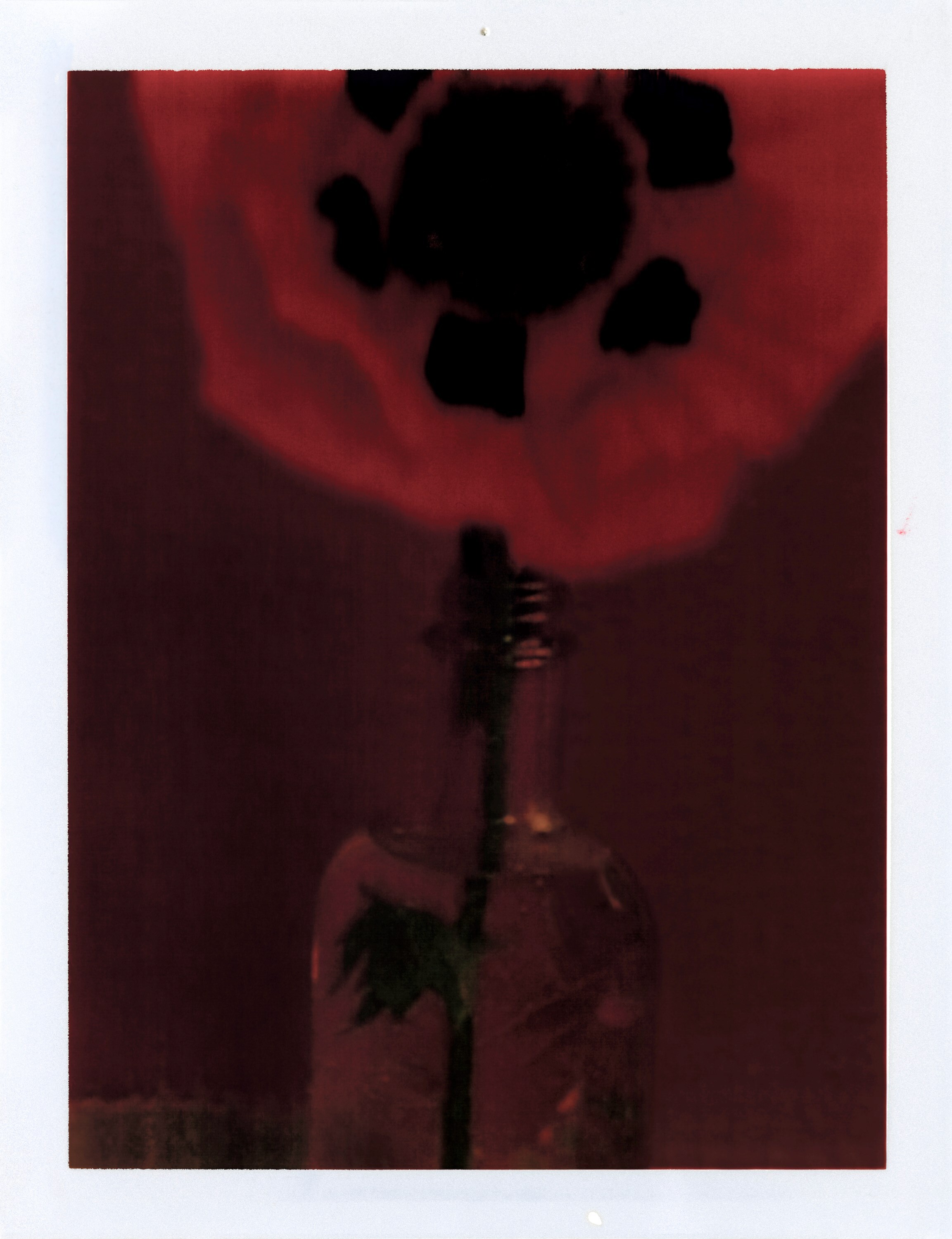 Le pavot 1997