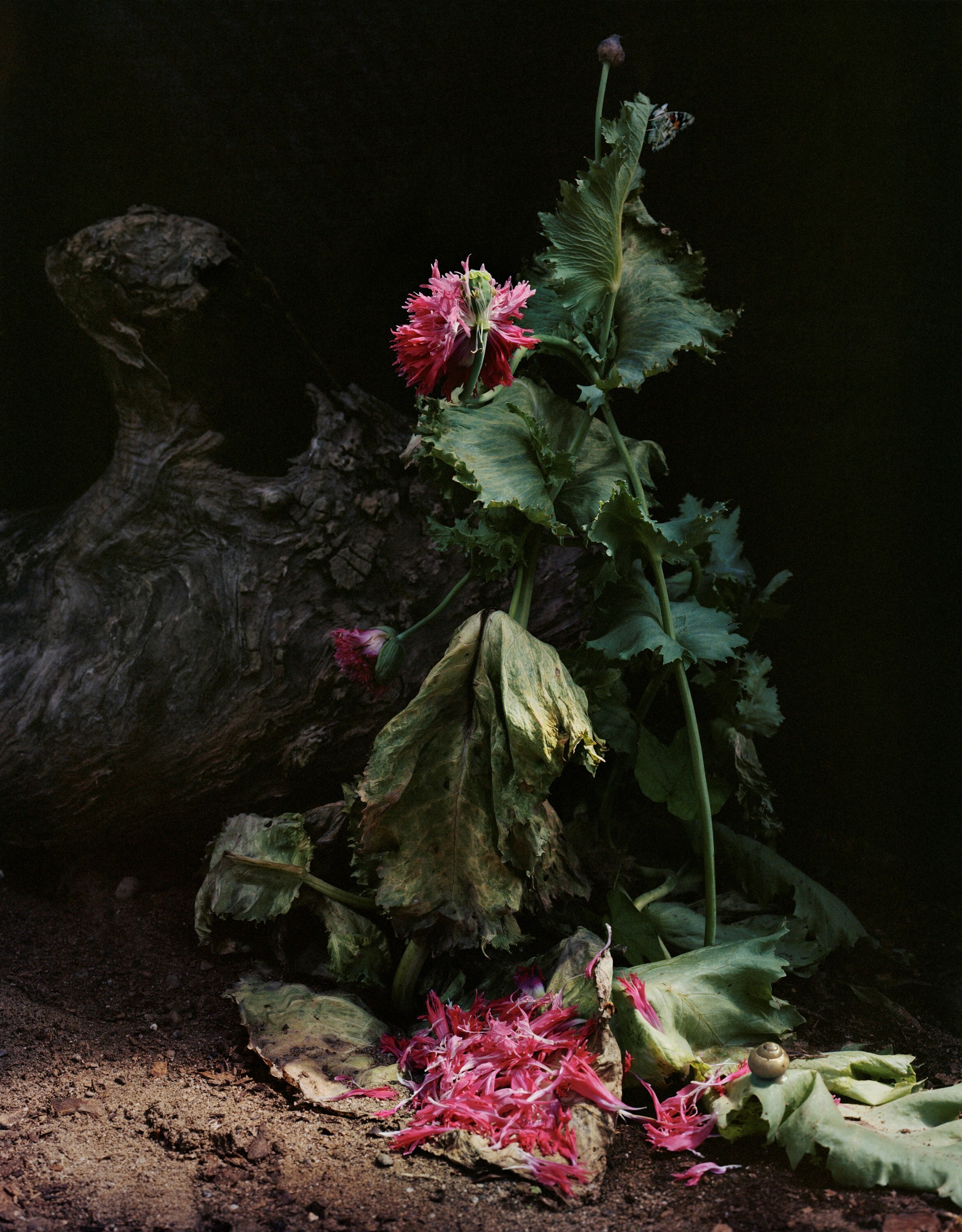 SharonCore_Understory_#1