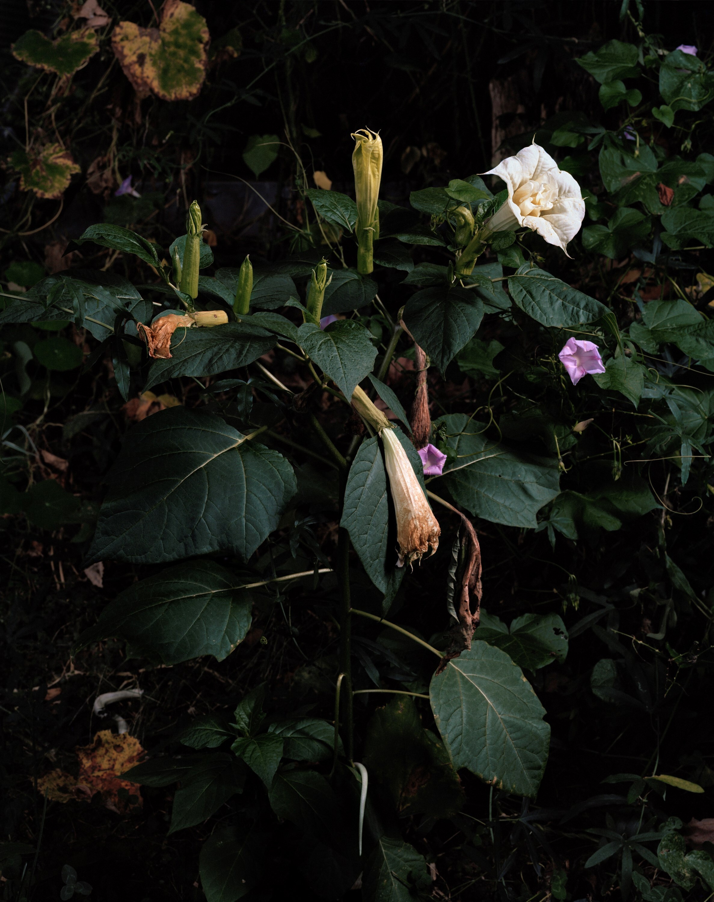 SharonCore_Understory_#11