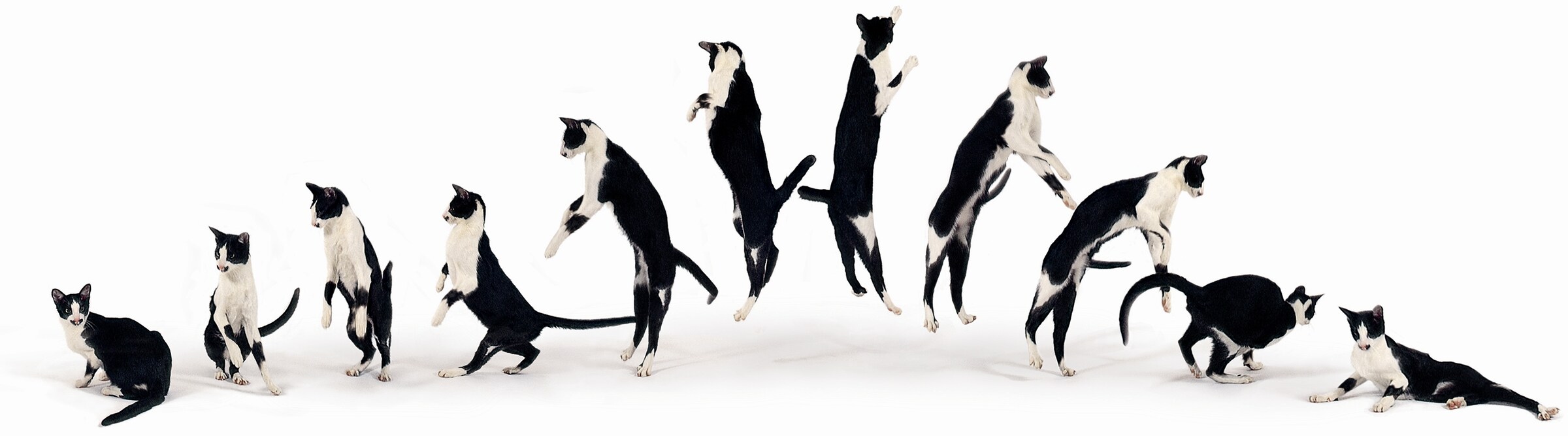 Image from Dancing with Cats by Burton Silver