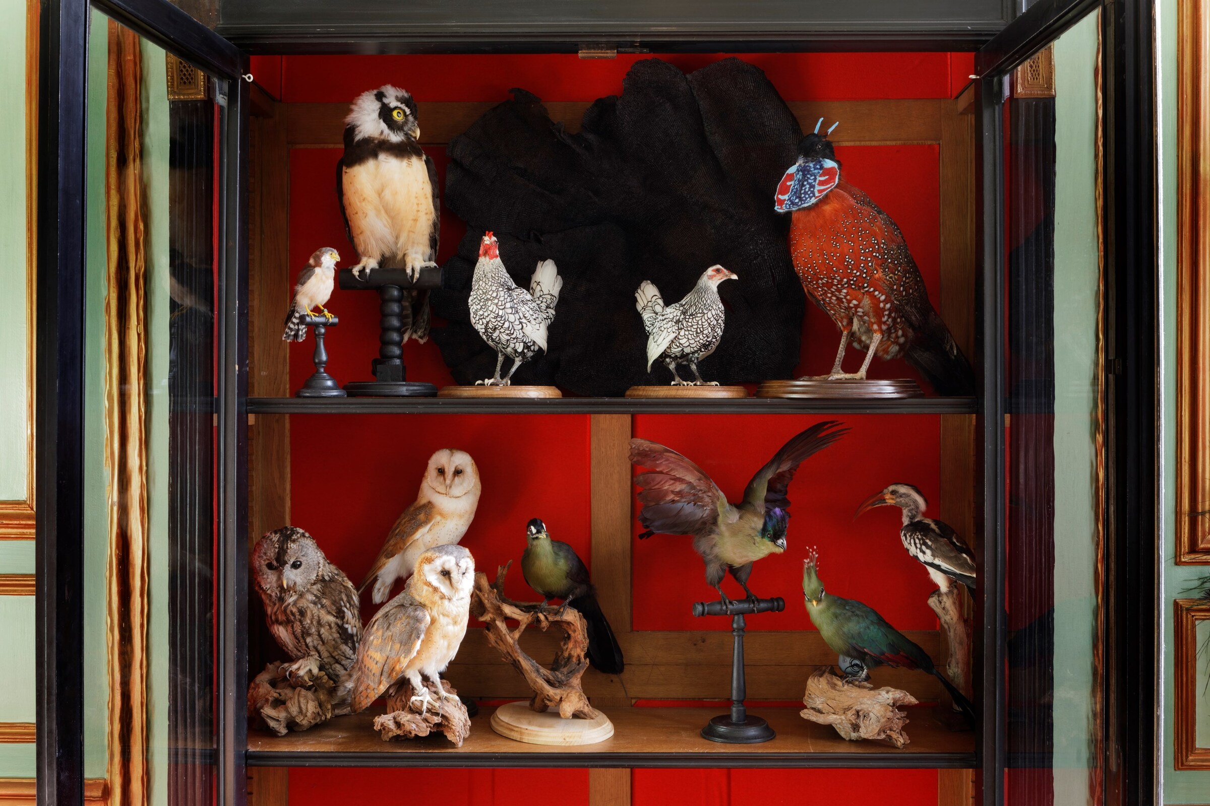 7 &#169; Francis Hammond - Deyrolles un cabinet de curi