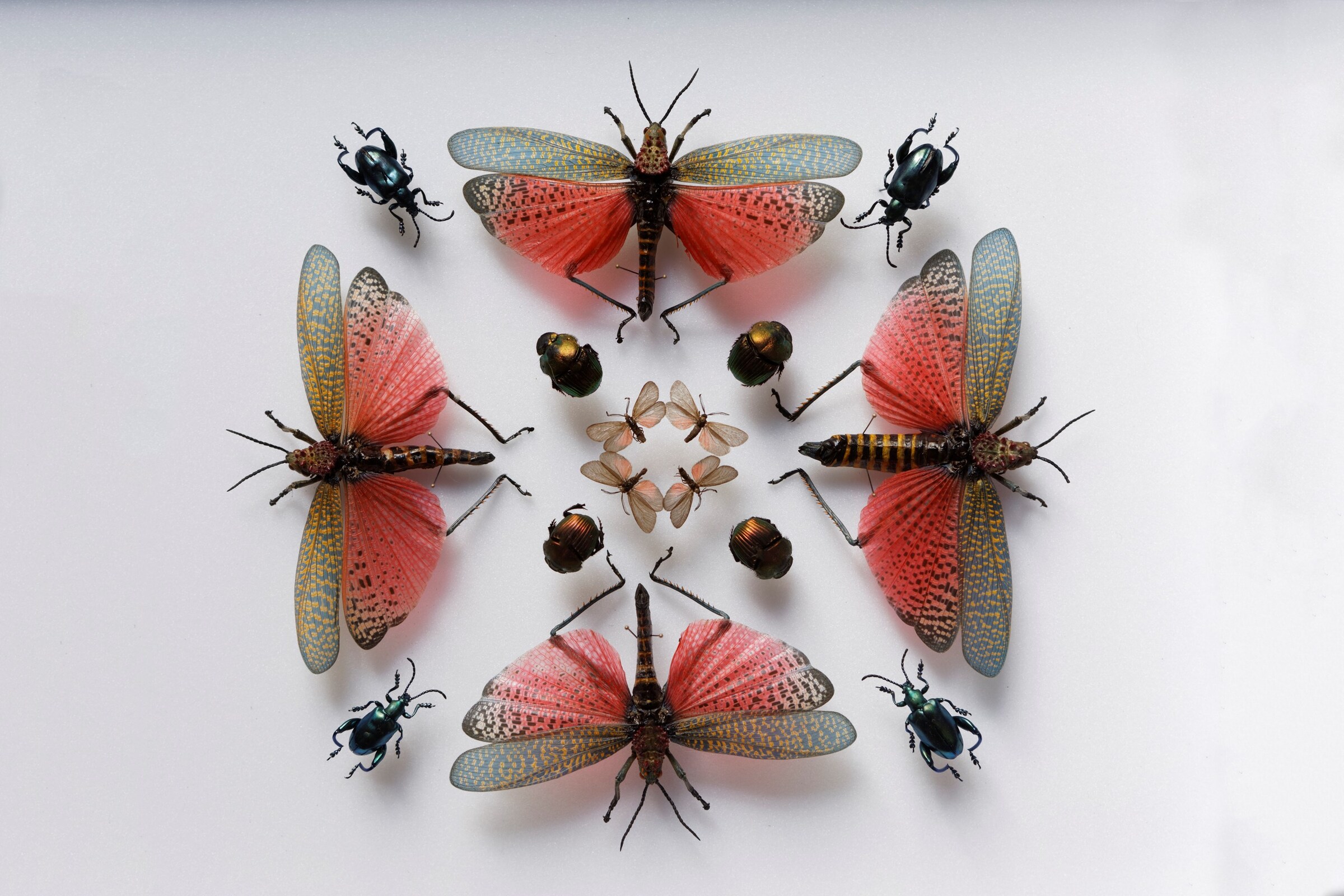 13 &#169; Francis Hammond - Deyrolles un cabinet de cur