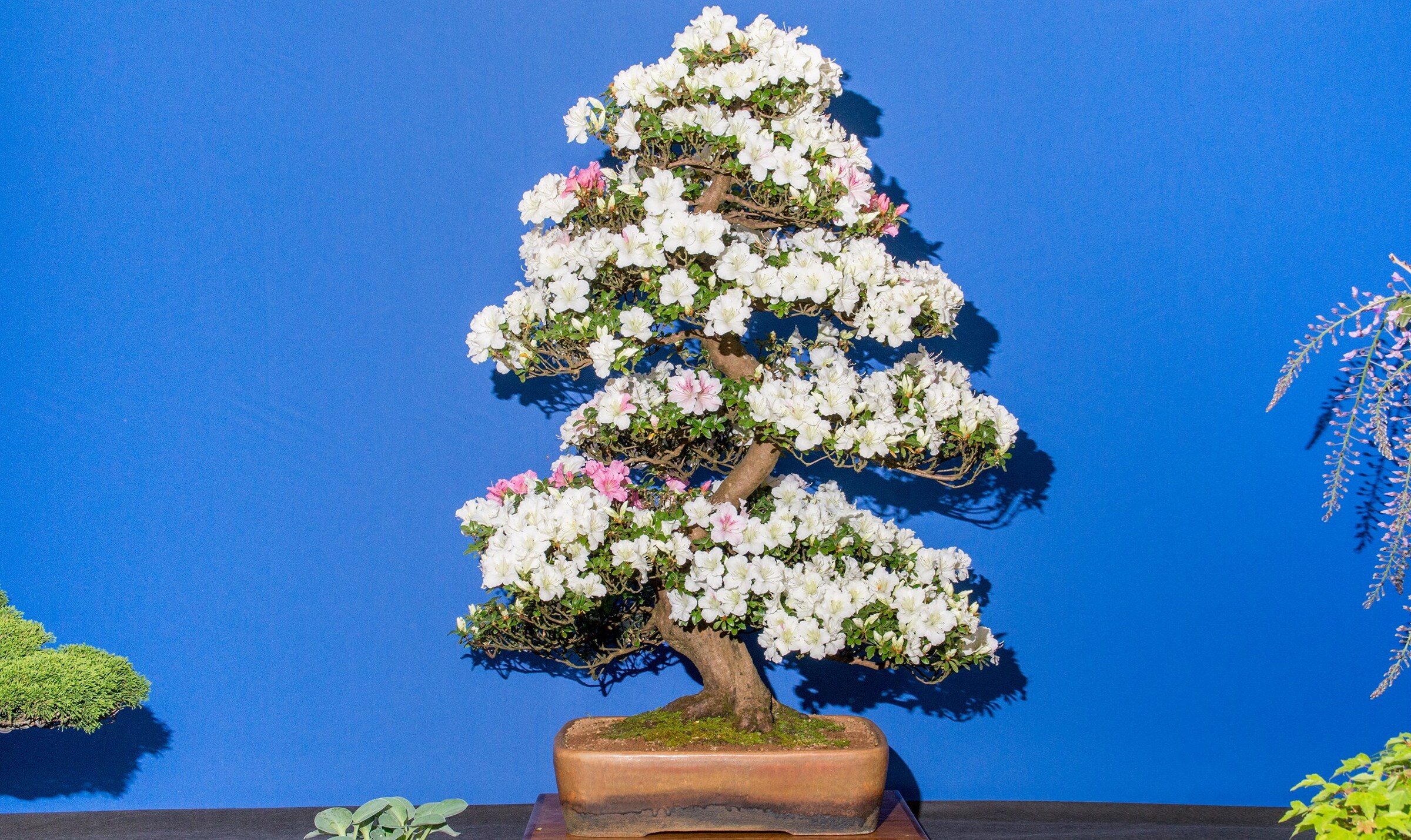 **21_AlexanderCoggin_ChelseaFlowerShow_AnOther