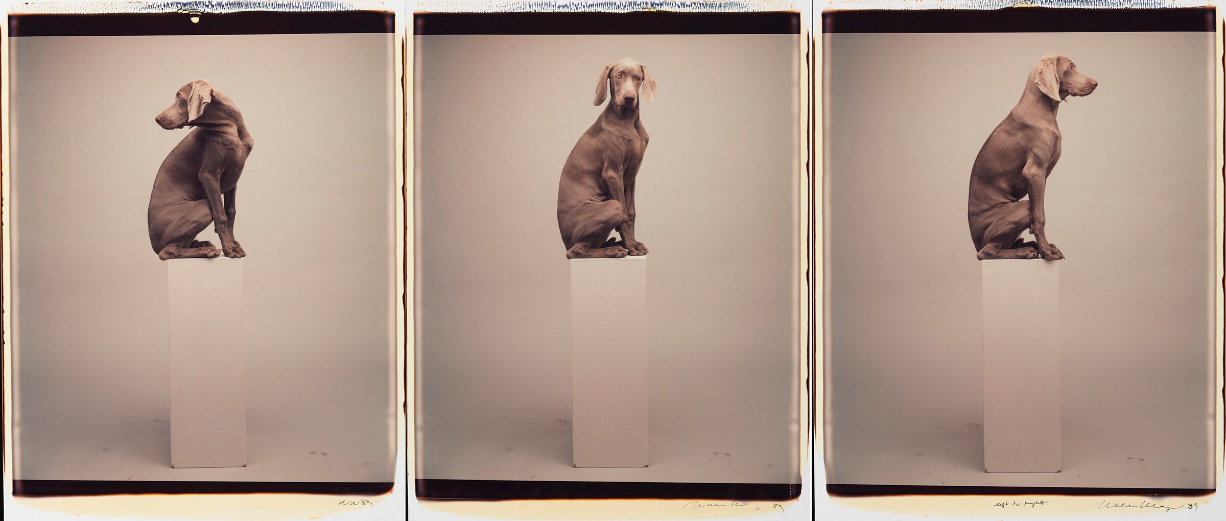 CORRECTED William Wegman, Left to Right (c) Willia