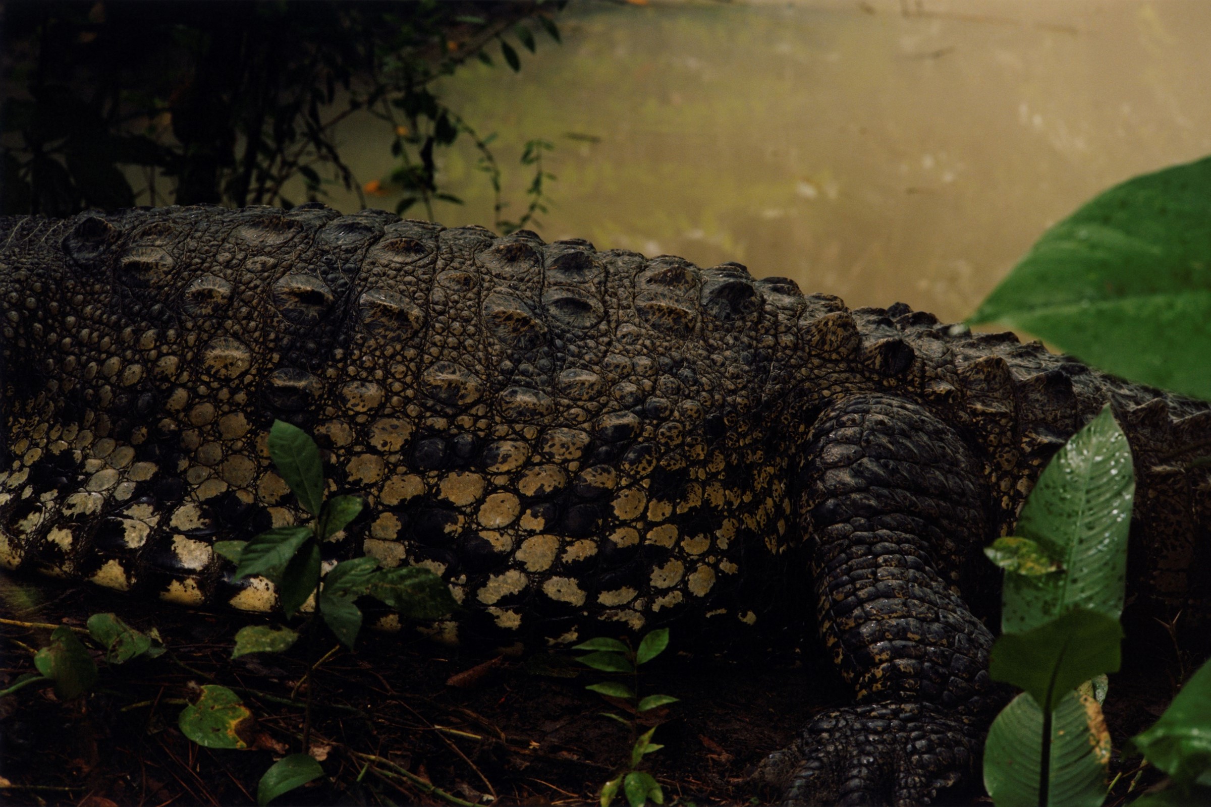 Belize Deeper Green World Land Trust Colin Dodgson