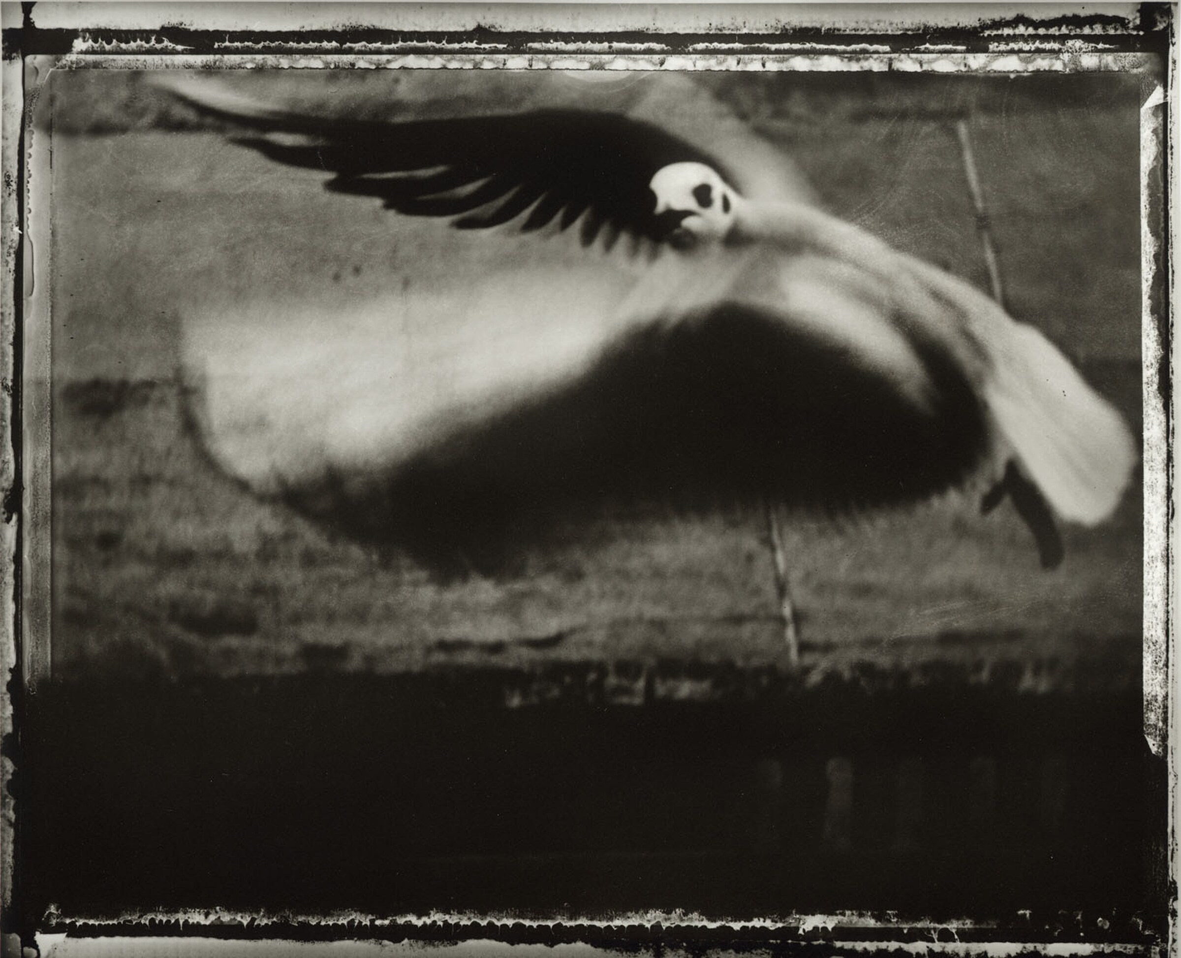La mouette 1998