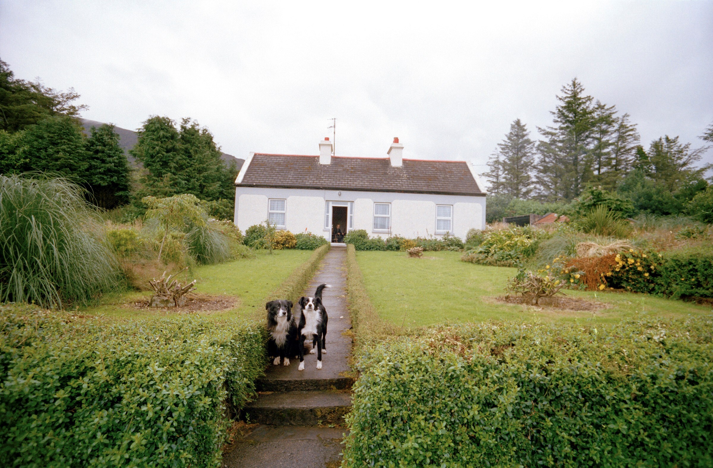Irish Work Tom Wood Old man looks out/loyal companions, 2005
