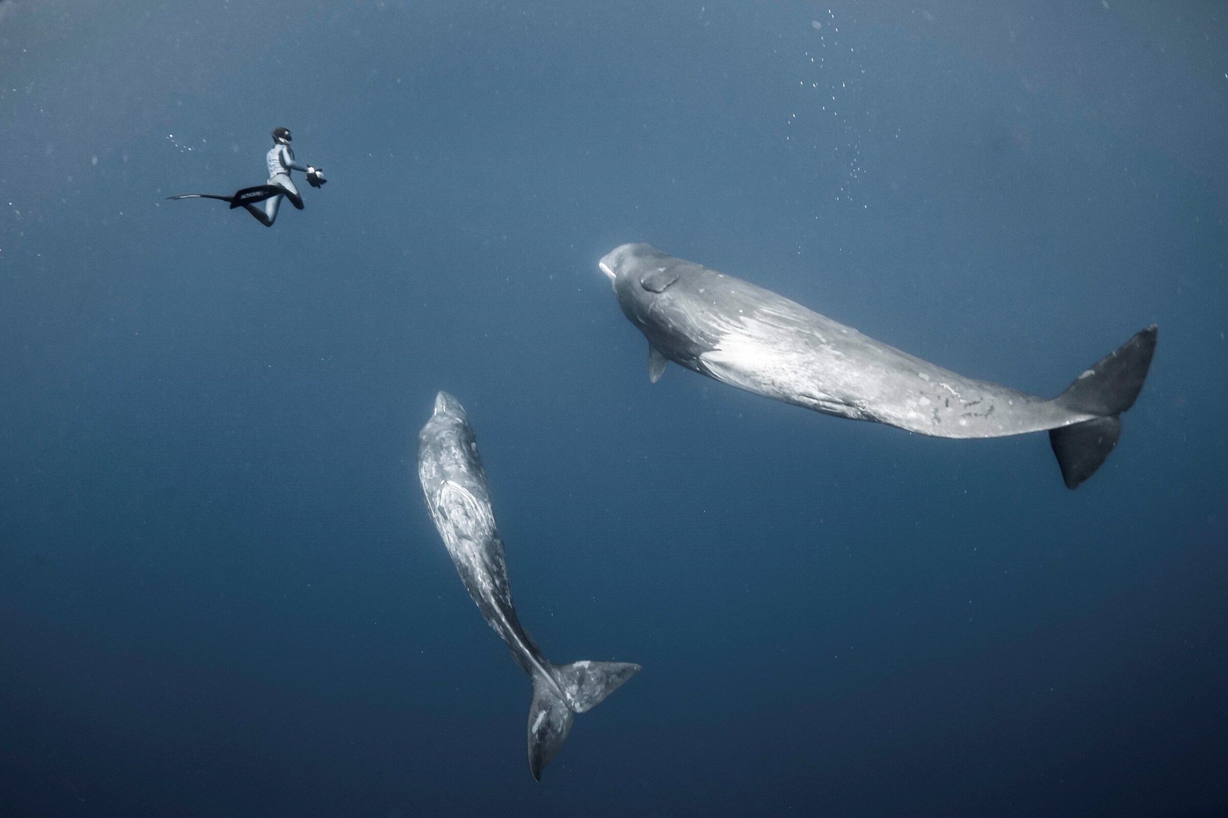 State of the Oceans Parley for the Oceans